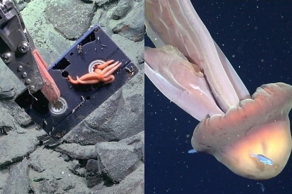 아르헨티나 심해서 발견된 한국어 비디오 미스터리