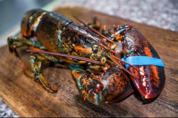 랍스터 열풍이 바꾼 소비, DIY 경제 급부상 [산업 트랜드 105]